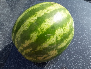 Melonen Freude 1